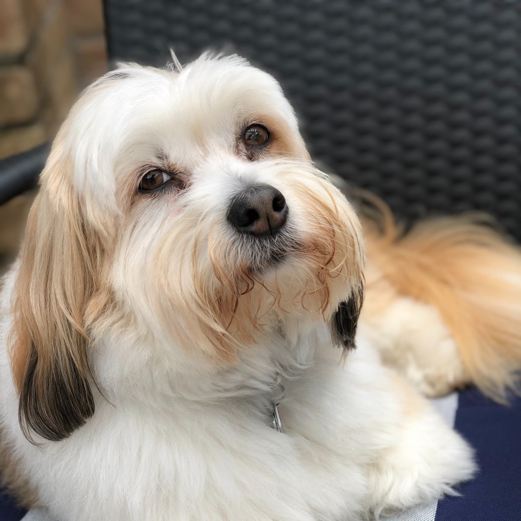 It’s a dog’s&nbsp;life