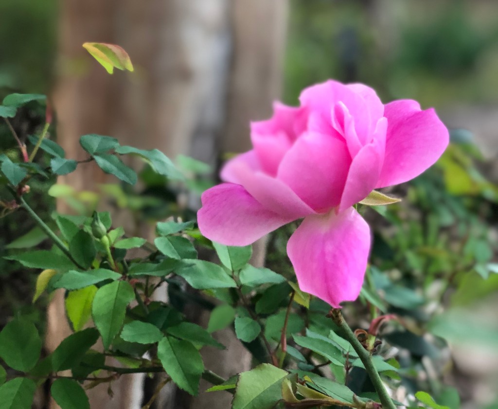 Old Blush, new&nbsp;beginnings