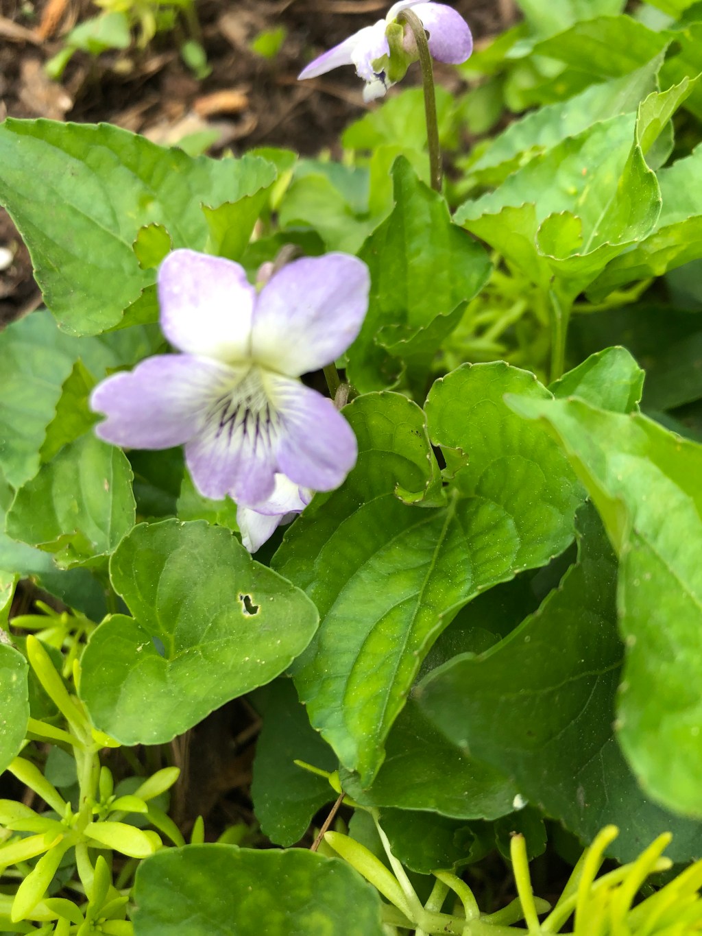 Birthday violets for my&nbsp;mother
