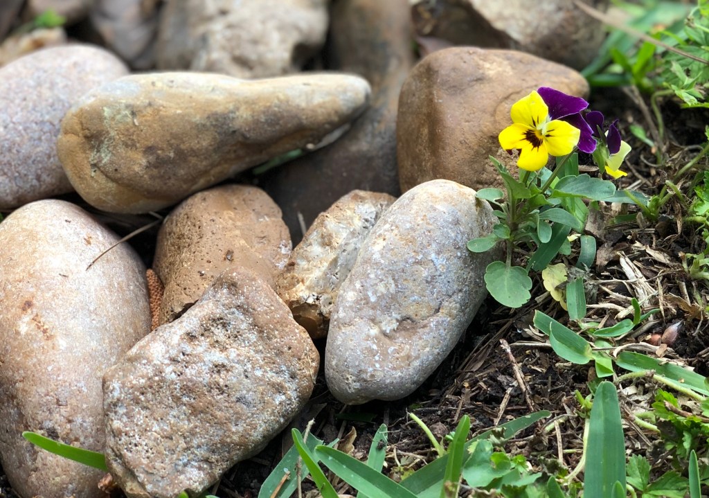 The little flower that&nbsp;could