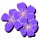 Old Blush, new spring – Violets for the Soul Avatar